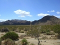 Joshua Tree NP